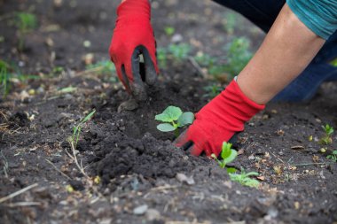 Salatalık tohumu ekiyorum. Bahar sebze bahçesi işi.