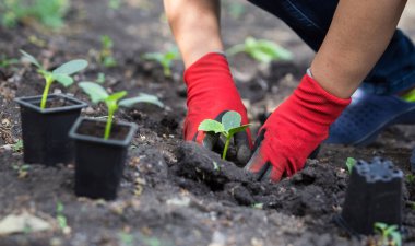 Salatalık tohumu ekiyorum. Bahar sebze bahçesi işi.