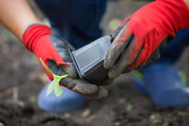 Salatalık tohumu ekiyorum. Bahar sebze bahçesi işi.