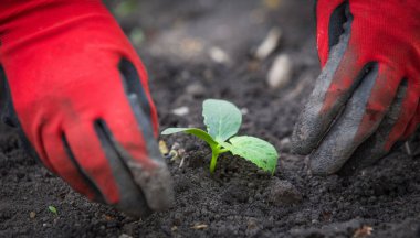 Salatalık tohumu ekiyorum. Bahar sebze bahçesi işi.