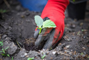 Salatalık tohumu ekiyorum. Bahar sebze bahçesi işi.