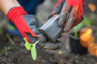 Salatalık tohumu ekiyorum. Bahar sebze bahçesi işi.
