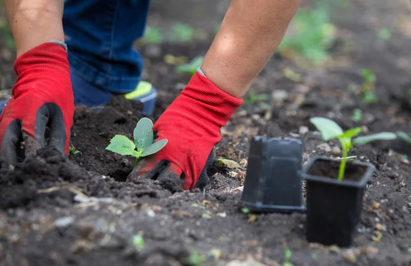 Salatalık tohumu ekiyorum. Bahar sebze bahçesi işi.