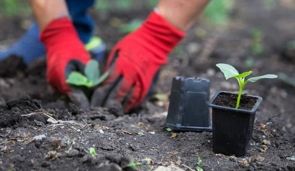 Plantando Mudas Pepino Trabalho Horta Primavera — Fotografia de Stock