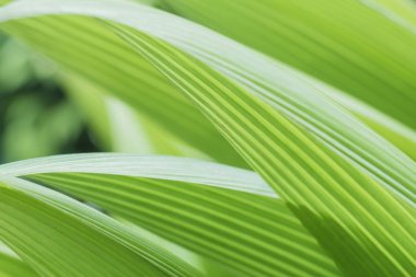 yeşil arka plan soyut palmiye yaprağı