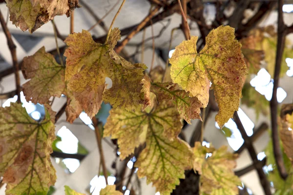 stock image Autumn Leaves Turning Colors for the Season