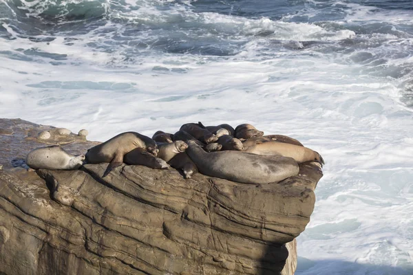 Robbengruppe ruht auf einer Klippe — Stockfoto