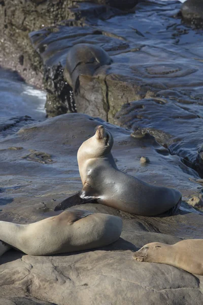 Groupe de phoques reposant sur une falaise — Photo