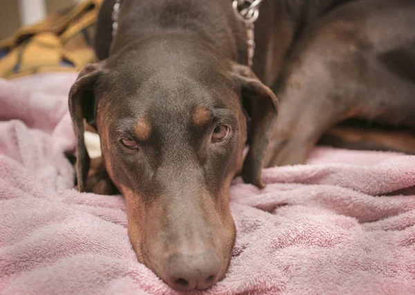Доберман Пинчер лежит на собачьей койке — стоковое фото
