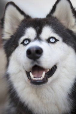 Siberian dış yapraklar kapatmak yukarıya-in yüz