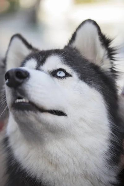 Siberian Husky Close Up of Face — Stok Foto