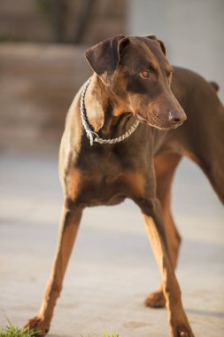 Bir veranda alanda duran kırmızı Doberman Pinscher