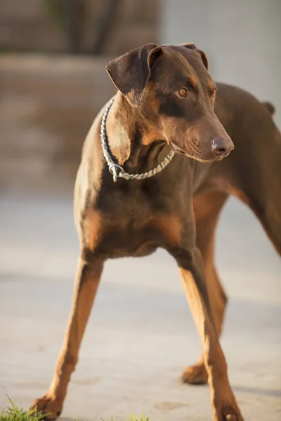 Red Doberman Pinscher Standing In A Patio Area — Stock Photo, Image