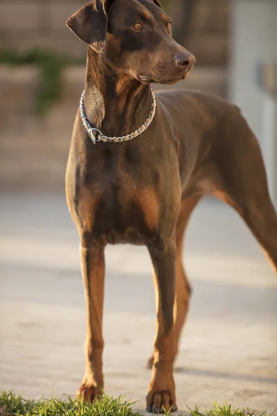 Bir veranda alanda duran kırmızı Doberman Pinscher — Stok fotoğraf