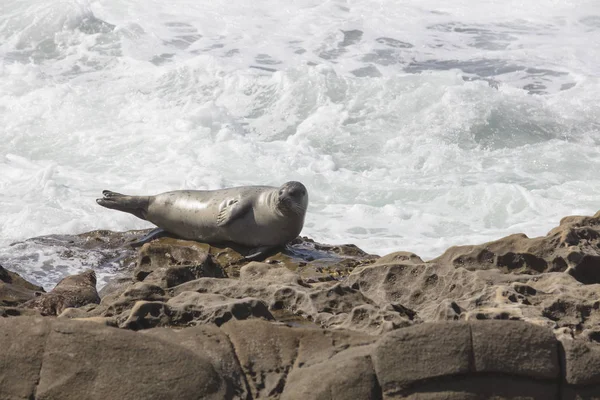 Seelöwe ruht auf einer felsigen Klippe vor den Wellen bei la jo — Stockfoto