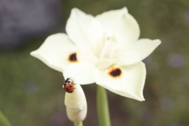 Bir sarı Dietes çiçek bir bahçe içinde taramasını uğur böceği
