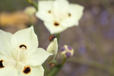 Bir sarı Dietes çiçek bir bahçe içinde taramasını uğur böceği