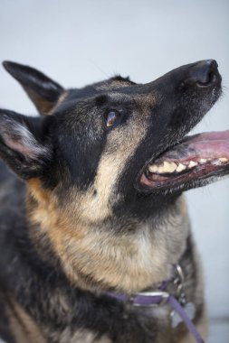 Alman çoban eğitmen komutları için arıyorsunuz