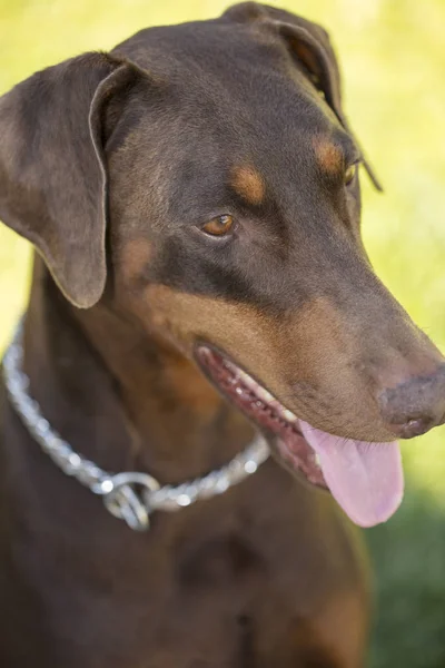 Red Doberman Pinscer sitting in a park on grassy area — Stock Photo, Image