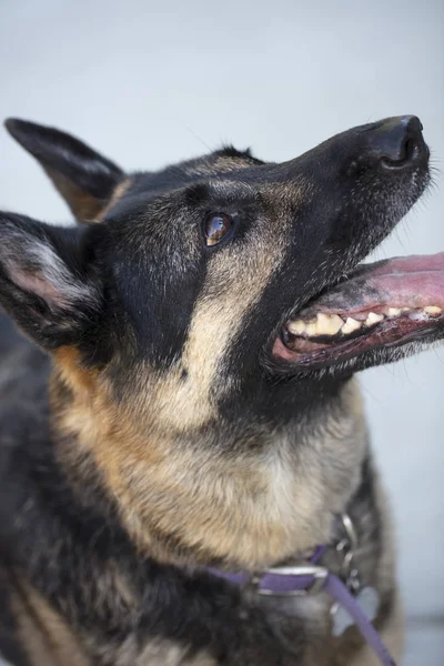 Alman çoban eğitmen komutları için arıyorsunuz