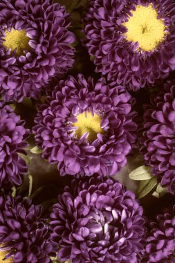 Muz fiş bir yatakta bir arka plan olarak mor Aster çiçekler