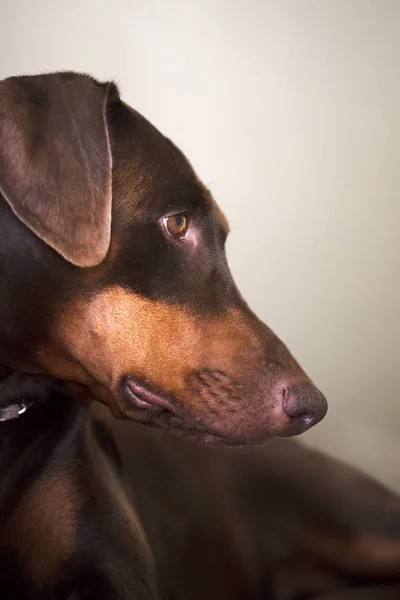 Doberman Pinscher laying on step looking down — Stock Photo, Image
