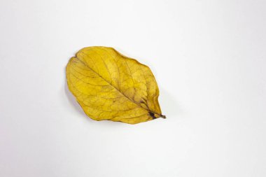 İzole olmuş Crepe Myrtle yaprakları Sonbahar sarısı ve kırmızı renkleriyle