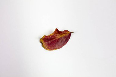 İzole olmuş Crepe Myrtle yaprakları Sonbahar sarısı ve kırmızı renkleriyle