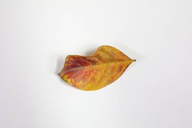 İzole olmuş Crepe Myrtle yaprakları Sonbahar sarısı ve kırmızı renkleriyle