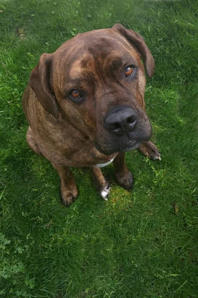 Bull Mastiff Pes Sedí Travnaté Ploše Dívá Kamery — Stock fotografie