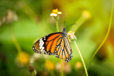 Kaplan içecek nektar çiçek üzerinden kelebek