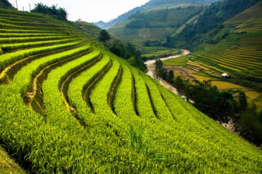 Kuzey Vietnam üzerinde pirinç tarlaları teraslı.