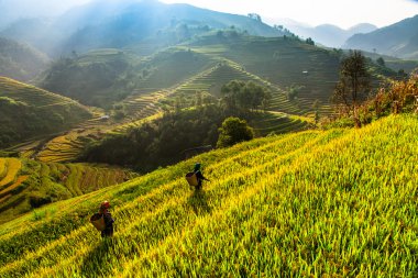 Kuzey Vietnam üzerinde pirinç tarlaları teraslı.