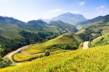Kuzey Vietnam üzerinde pirinç tarlaları teraslı.