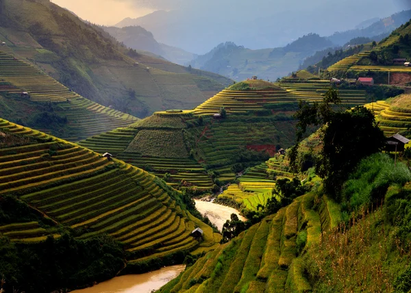Campos de arroz em terraços no noroeste do Vietnã . — Fotografia de Stock