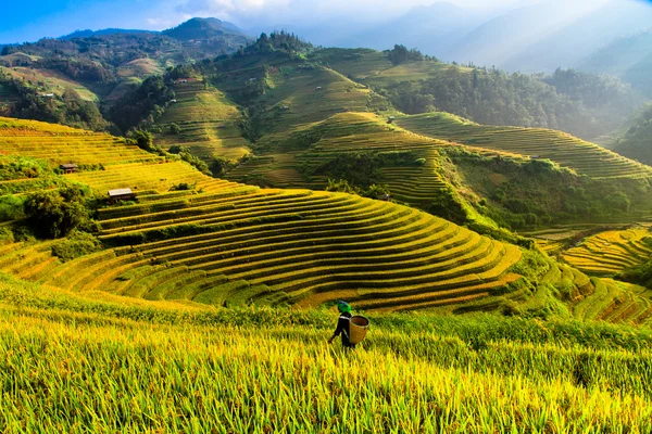 Kuzey Vietnam üzerinde pirinç tarlaları teraslı.