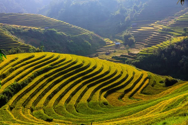 Campos de arroz em terraços no noroeste do Vietnã . — Fotografia de Stock