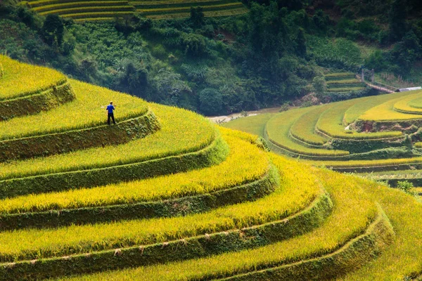 Рисовые поля на террасах на северо-западе Вьетнама . — стоковое фото