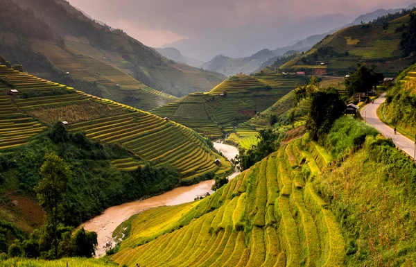 Kuzey Vietnam üzerinde pirinç tarlaları teraslı. — Stok fotoğraf