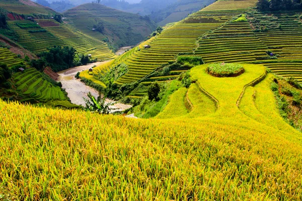 Campos de arroz em terraços no noroeste do Vietnã . Fotos De Bancos De Imagens Sem Royalties