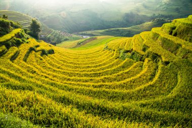 Güneşin Mucangchai, Vietnam, teraslar üzerinde pirinç tarlaları. 