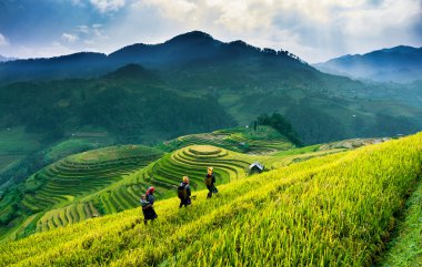 Güneşin Mucangchai, Vietnam, teraslar üzerinde pirinç tarlaları. 