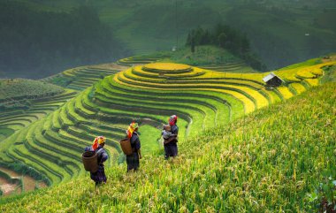 Güneşin Mucangchai, Vietnam, teraslar üzerinde pirinç tarlaları. 