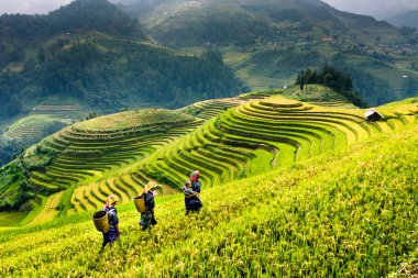 Güneşin Mucangchai, Vietnam, teraslar üzerinde pirinç tarlaları. 