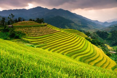 Güneşin Mucangchai, Vietnam, teraslar üzerinde pirinç tarlaları. 