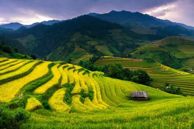 Güneşin Mucangchai, Vietnam, teraslar üzerinde pirinç tarlaları. 