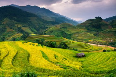 Güneşin Mucangchai, Vietnam, teraslar üzerinde pirinç tarlaları. 