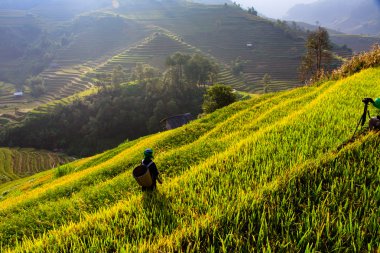 Güneşin Mucangchai, Vietnam, teraslar üzerinde pirinç tarlaları. 