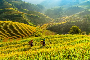 Güneşin Mucangchai, Vietnam, teraslar üzerinde pirinç tarlaları. 
