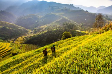 Güneşin Mucangchai, Vietnam, teraslar üzerinde pirinç tarlaları. 